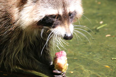 Close-up of brown dog drinking water