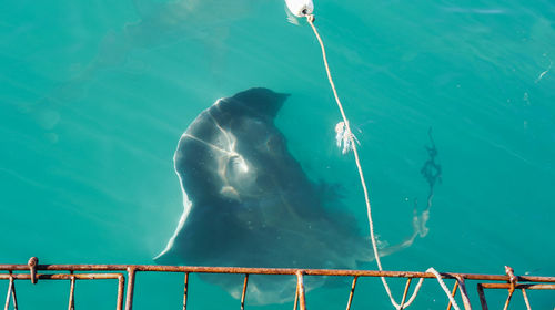 Luring stringray south africa attraction