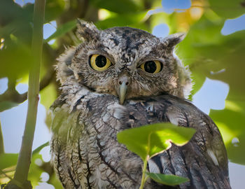 Eastern screech owl resting in a peart tree