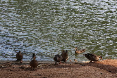 High angle view of ducks in lake