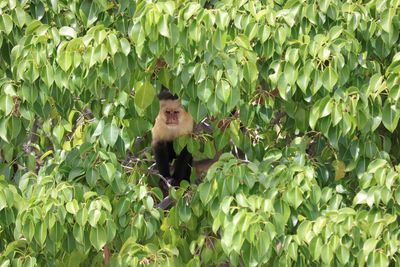 Monkey sitting on tree