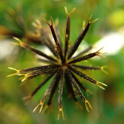 Close-up of plant