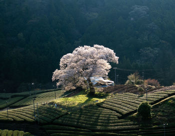 High angle view of flowering plants on field