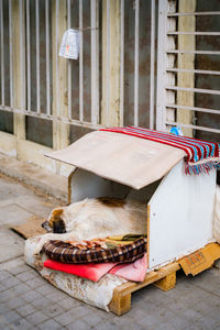 Stray dog home built by locals