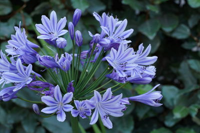 Close-up of purple flowering plant