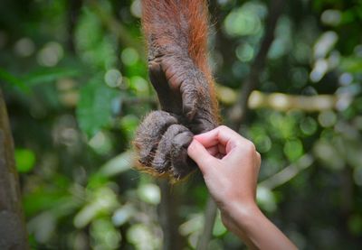 Close-up of hand holding lizard