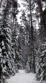 Snow covered trees in forest