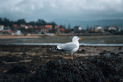 Seagull perching on rock covered with algae