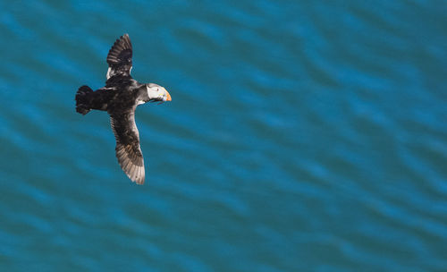 Puffin  flying over  the sea