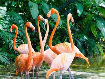 View of birds in lake