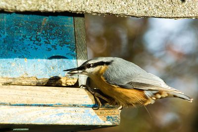 Bird perching on a feeder