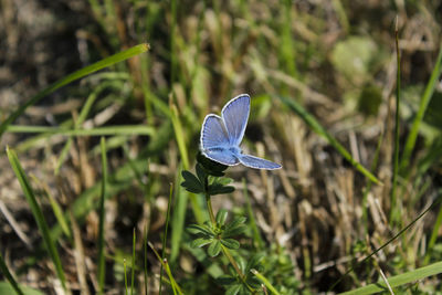 Close-up of butterfly on purple flower