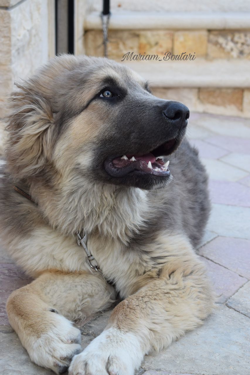 one animal, canine, dog, domestic, animal themes, pets, animal, domestic animals, mammal, vertebrate, relaxation, focus on foreground, no people, looking, looking away, close-up, day, indoors, portrait, animal head, mouth open