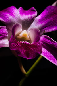 Close-up of pink flower