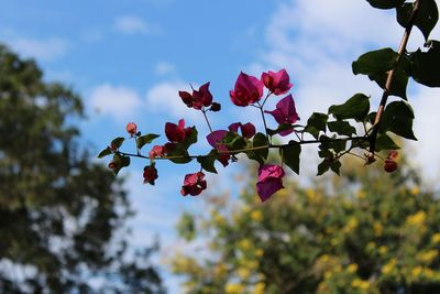 Low angle view of pink flowers blooming against sky