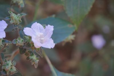 Close-up of flowers against blurred background