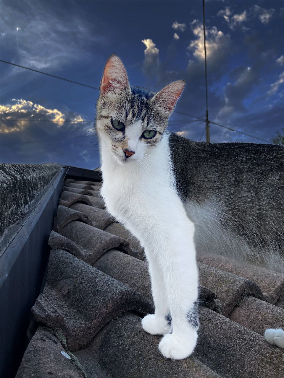 pet, animal, mammal, animal themes, domestic animals, one animal, cat, domestic cat, feline, whiskers, sky, cloud, small to medium-sized cats, felidae, portrait, no people, looking at camera, blue, white, nature, sitting, looking, carnivore, animal body part