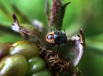 Close-up of insect on plant