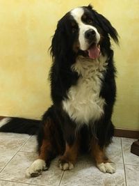 Portrait of dog sitting