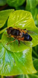 Close-up of bee pollinating flower