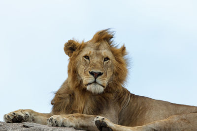 Lion looking away while lying on land