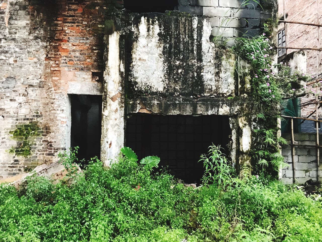 ABANDONED BUILDING WITH PLANTS