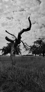 Bare tree on field against sky