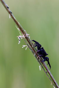 Close-up of insect on plant
