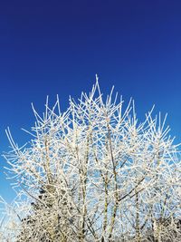 Low angle view of flower tree against blue sky