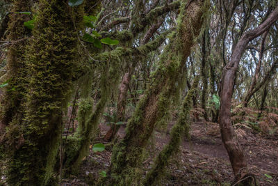 Trees growing in forest