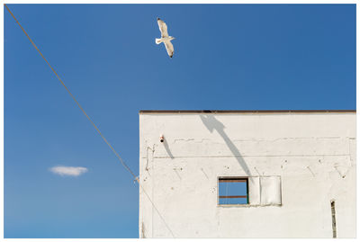 Low angle view of seagull flying against sky