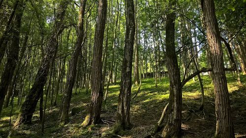 Trees growing in forest