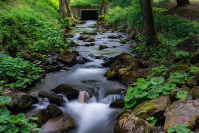 Stream flowing through rocks in forest