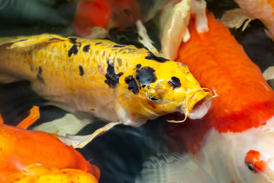 Close-up of fish swimming in sea