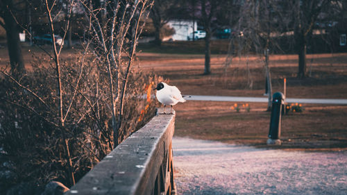 Bird perching on a park