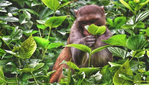 Monkey sitting on leaves