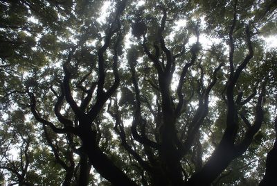 Low angle view of trees in forest against sky