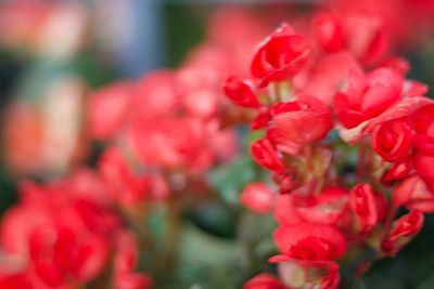 Close-up of red flowering plants