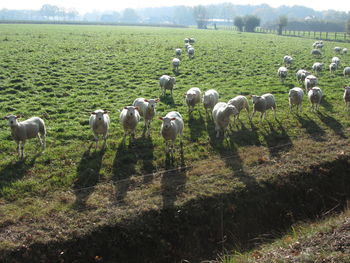 Sheep grazing on field