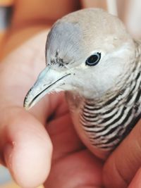 Close-up of a hand holding bird