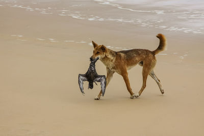 Australian dingo with its prey, a bulwers petrel at a beach