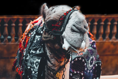 Close-up of person wearing animal mask during winter