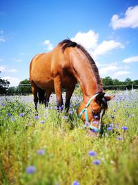 Horse in a field