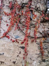 Red flowering plants on wall