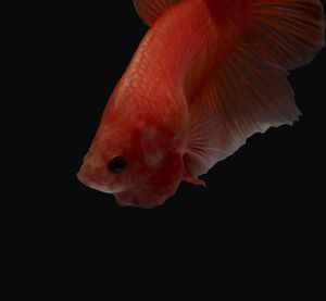 Close-up of fish swimming in sea