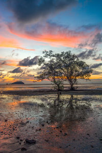 Tree on field against sky during sunset