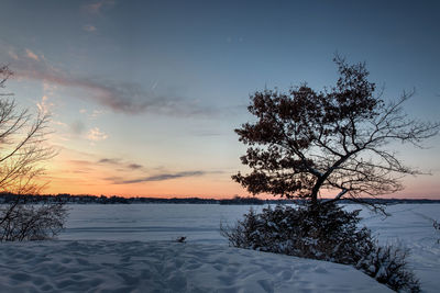 Scenic view of tree against sky during winter