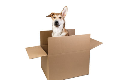 Portrait of a dog against white background