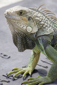 Iguana hangs out while sunning in the san juan puerto rico sun.  