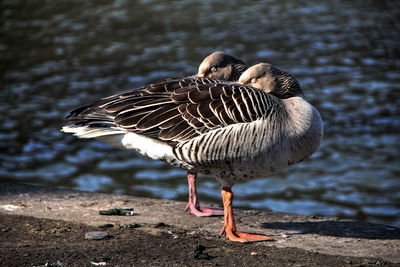 Close-up of bird by lake